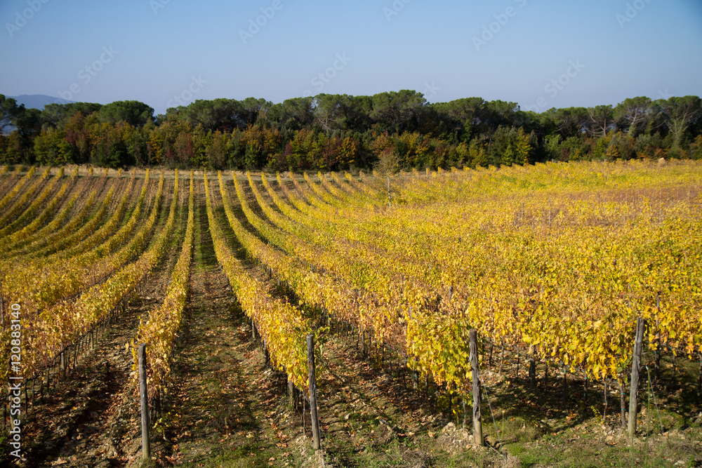 tuscany vineyard during the fall season