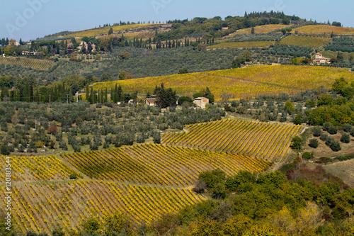 tuscany landscape of the vineyard in fall season