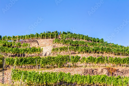 Weinanbau in Sachsen - Weinberg im Sommer photo