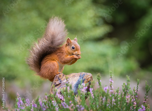 Red squirrel gathering food, County of Northumberland, England