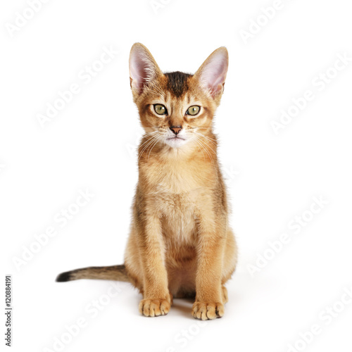 wild color abyssinian kitten 3 month sitting on white background looking to camera © GCapture