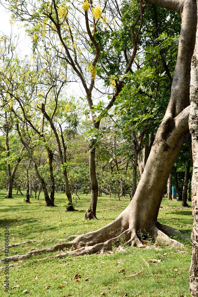Obraz premium Cassia fistula