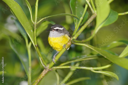 Bananaquit, Costa Rica photo