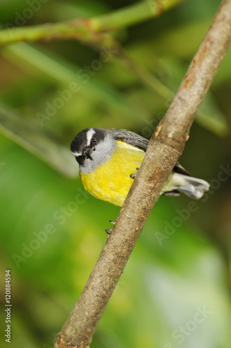 Bananaquit, Costa Rica