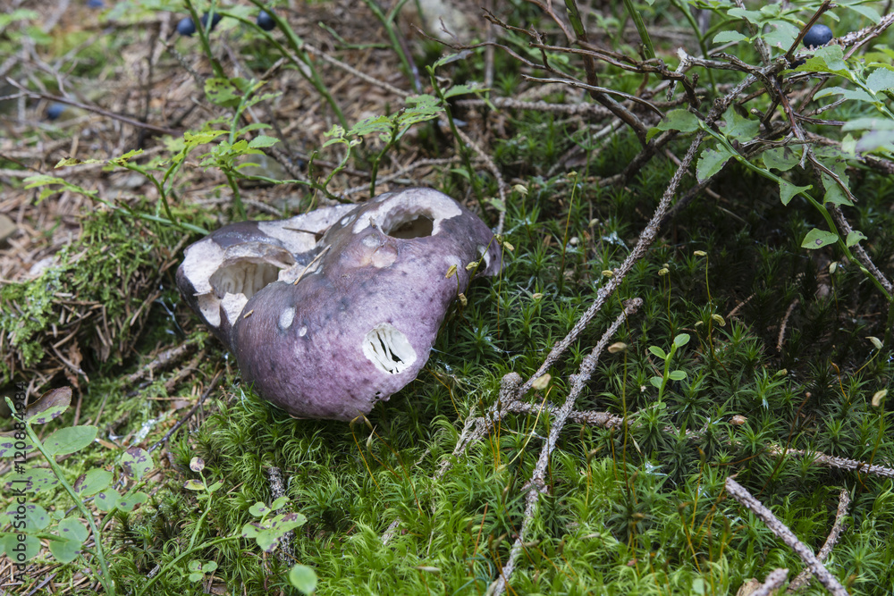 Russula fragile moss. Russula fragile moss.