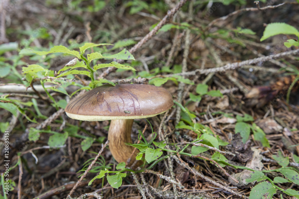 Xerocomus badius, Boletus brown. Xerocomus badius, Boletus brown.