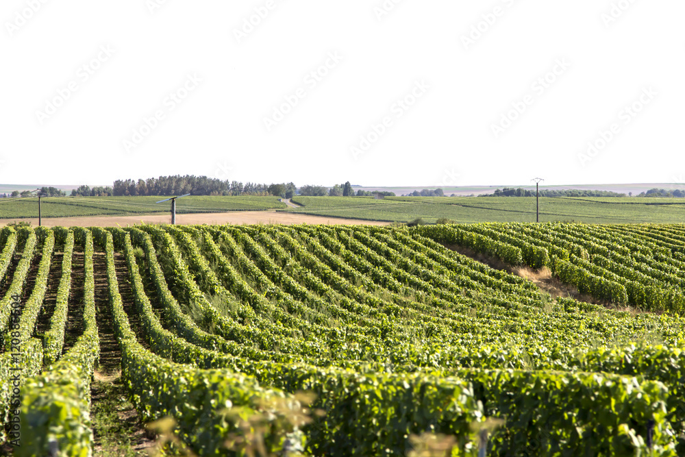 Wein auf Weinberg mit Trauben am Weinanbaugebiet