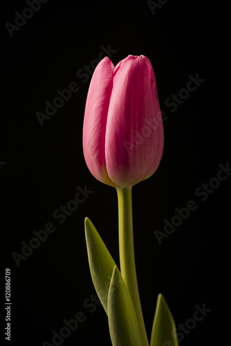 Tulip