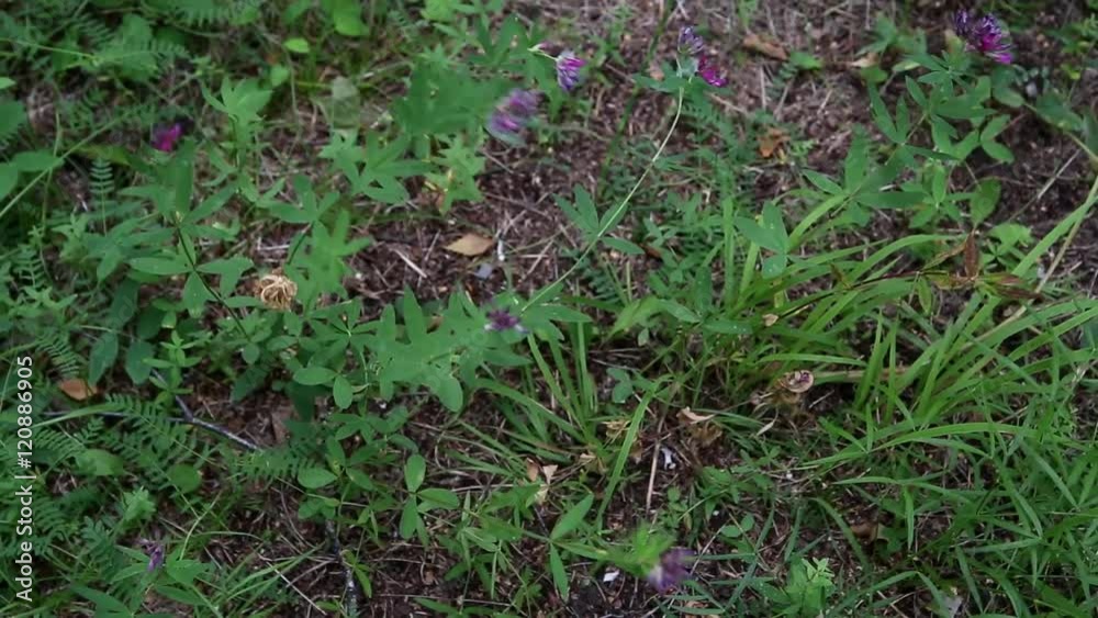 Beautiful spring scenery, gentle flower move in win Beautiful spring scenery, gentle flower move in win