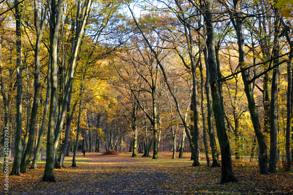 Bäume im Herbst