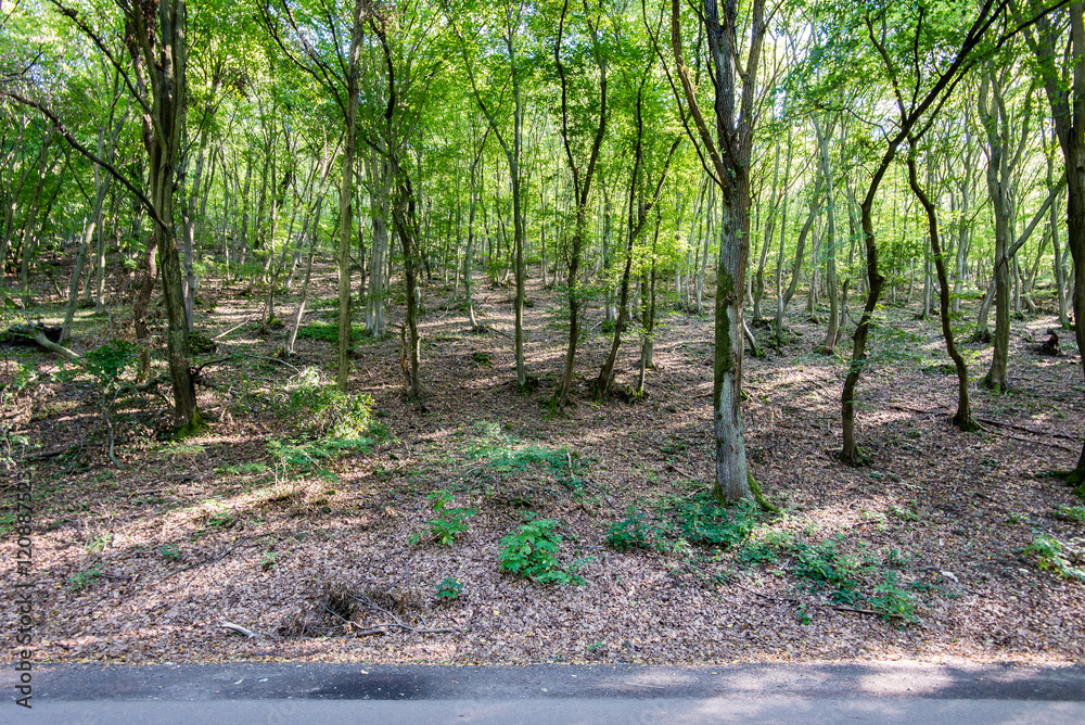 Fototapeta premium sunny tourist trail in the woods in autumn