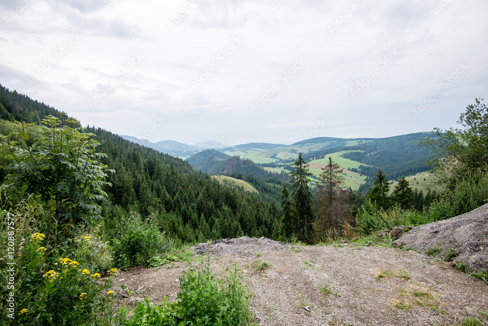 Fototapeta premium sunny tourist trail in the woods in autumn