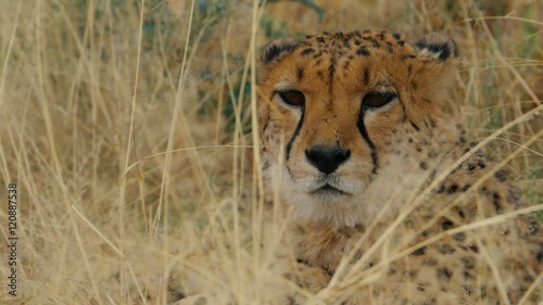 portrait of cheetah in the bush looking into the camera close up 