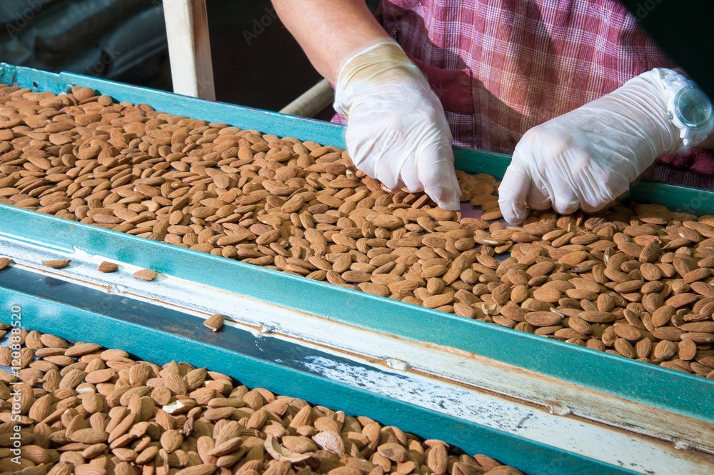 The working of almonds: manual phase of rejection of useless almonds