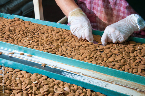 Obraz na płótnie The working of almonds: manual phase of rejection of useless almonds w salonie