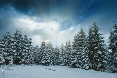 Winter picture © Bashkatov