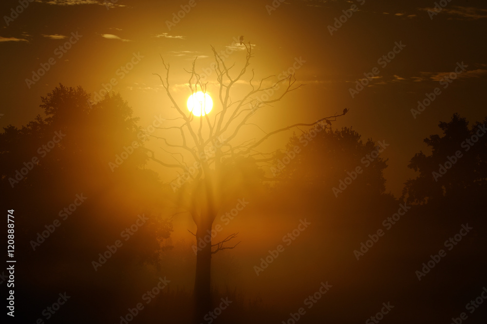 Fototapeta premium Naturlandschaft bei Sonnenaufgang und Nebel