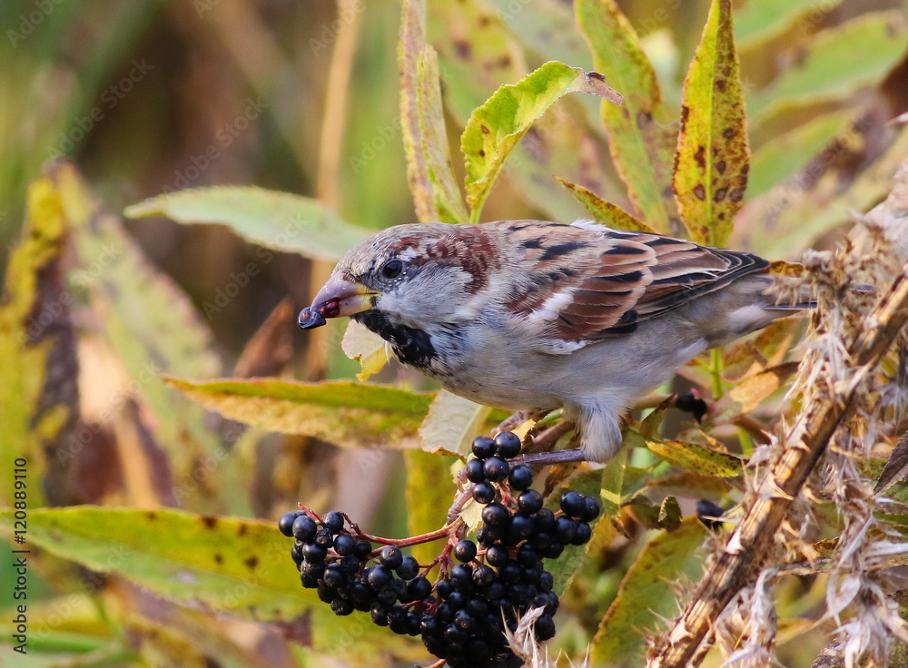 Naklejka premium House Sparrow, Passer domesticus