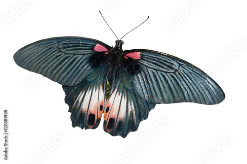 butterfly isolated on white background