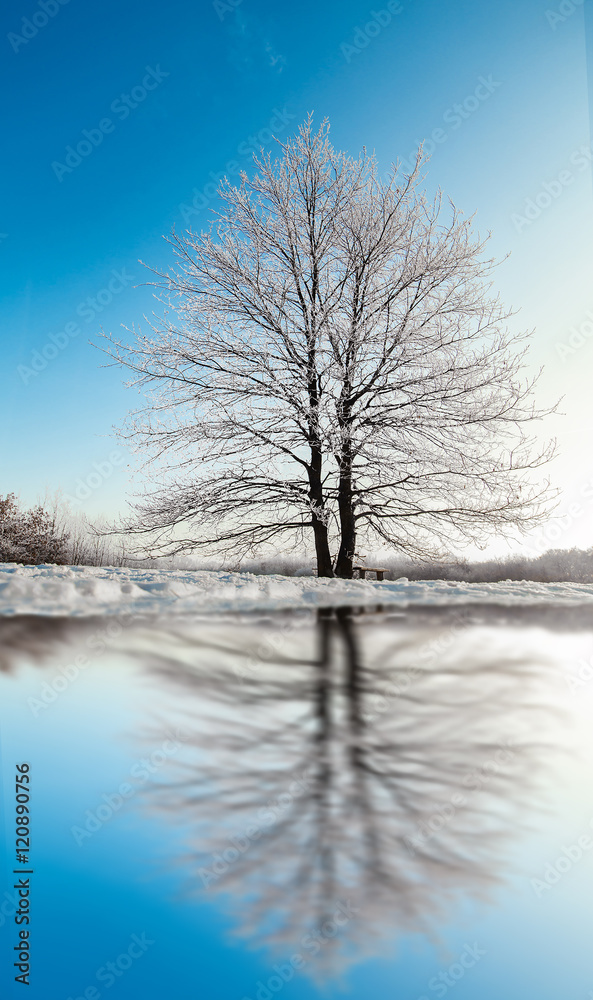 Frozen tree on winter field and blue sky.Toning image. Frozen tree on winter field and blue sky.Toning image.