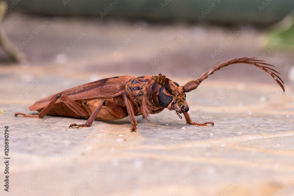 Pectinate Antenna Beetle, Brown Longhorn Beetle Stock Photo Adobe Stock