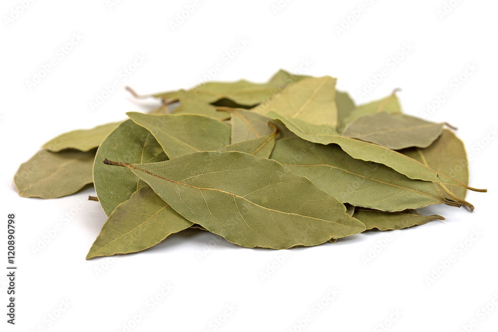 Lorbeerblätter, Echter Lorbeer, Laurus nobilis, Bay leaves Lorbeerblätter, Echter Lorbeer, Laurus nobilis, Bay leaves