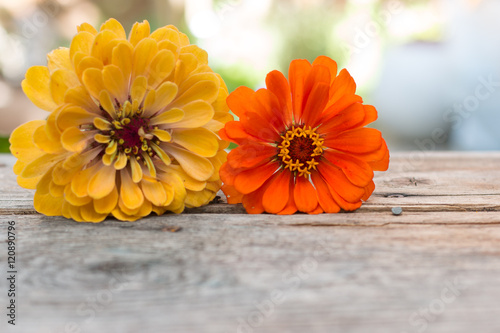 Bunte Zinnien und rustikales Holz, Hintergrundgrafik