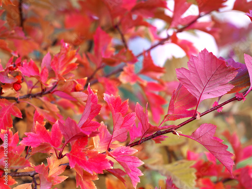 red leaves on a bush in autumn