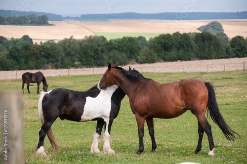 Two horses shows friendship.