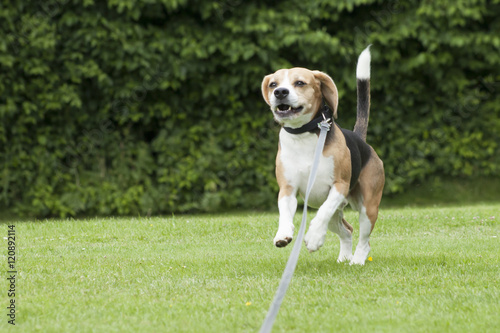 dog beagle running outdoor in a park