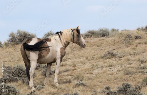 Wild Stallion