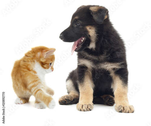  kitten and puppy together