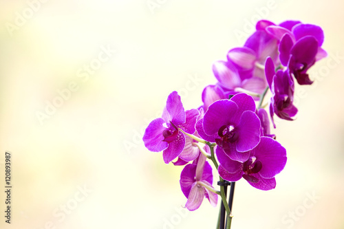 Close-up of pink orchid phalaenopsis. Bouquet of flowers orchids   