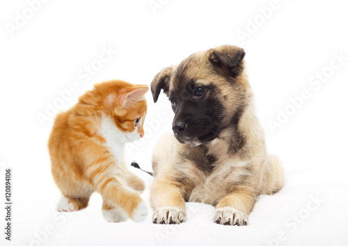 Beige puppy and kitten together looking