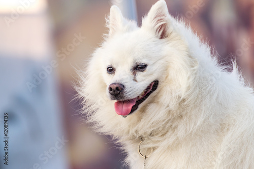 American eskimo
