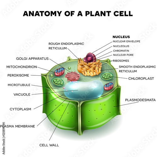 Plant Cell structure, cross section of the cell detailed anatomy