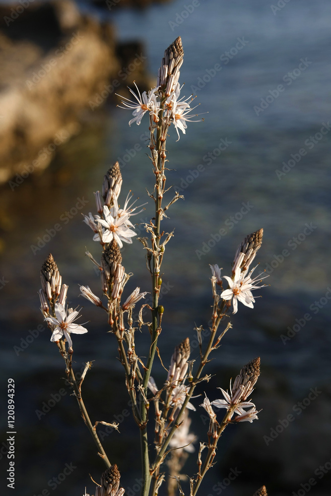 Fototapeta premium spanische Mittelmeerküste, Pinien, 