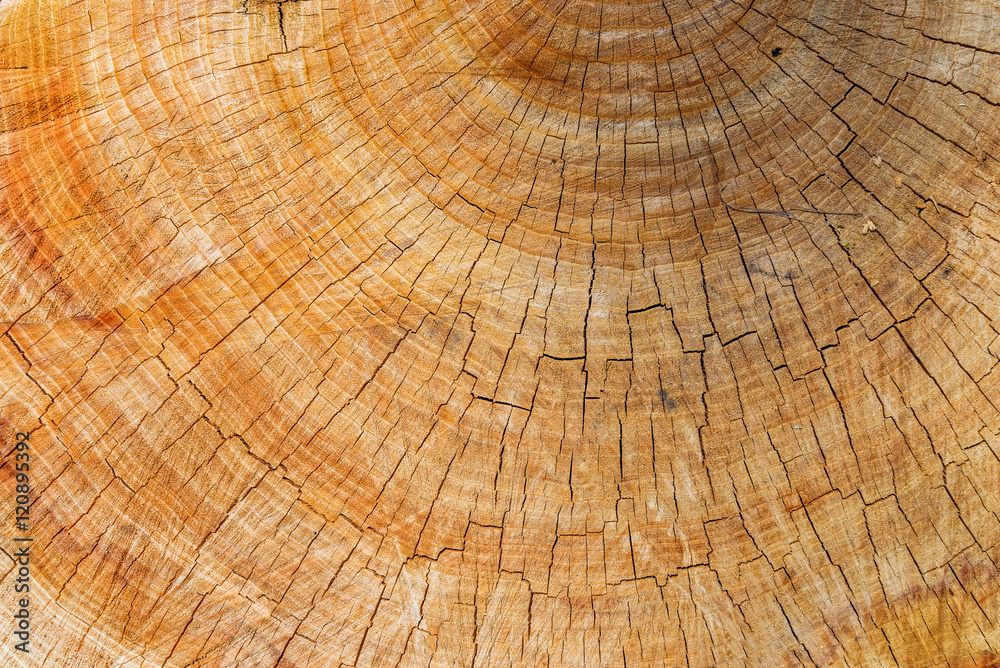 cutting log closeup