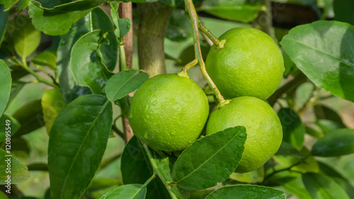 Lime green tree