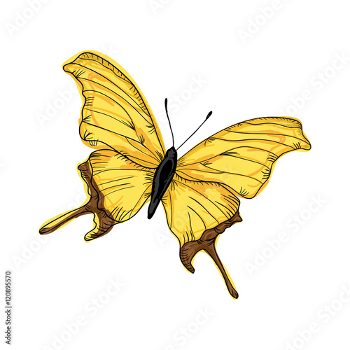 beautiful butterfly  with yellow wings. draw design. vector illustration