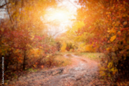 blurred autumn bakground with colorful suuny forest