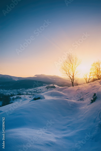 tree on mountain high on sunrise