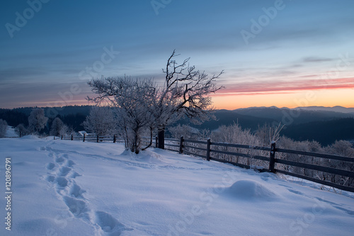 tree on mountain high on sunrise