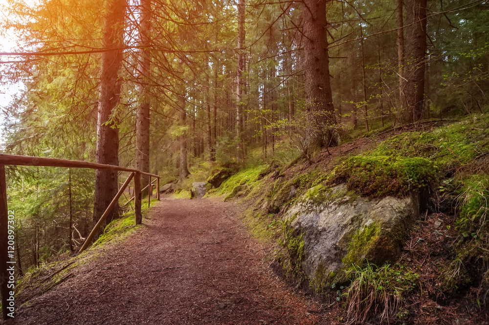 Fototapeta premium rural road through the deep green forest. natural summer background