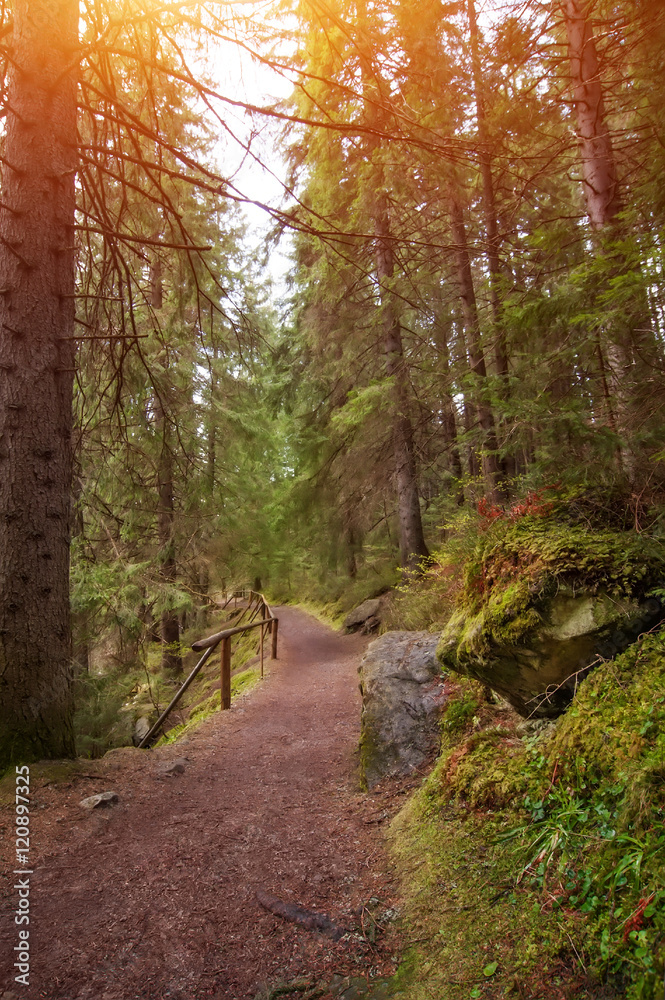 Fototapeta premium rural road through the deep green forest. natural summer background