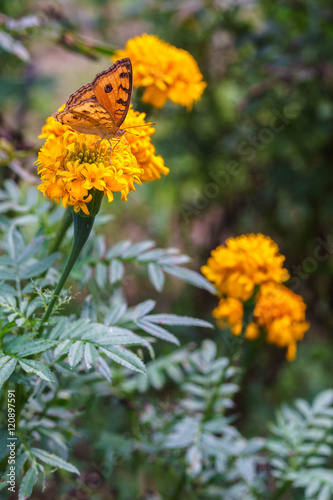 Beautiful Butterfly and yellow marigolds