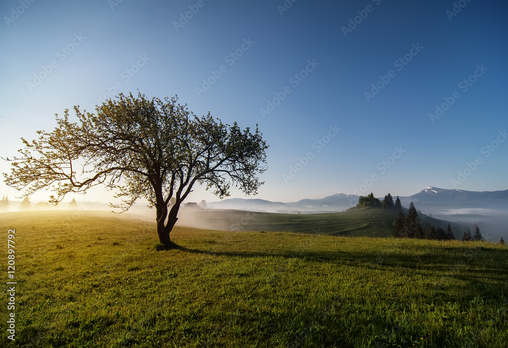 rural natural summer landscape with blue cloudy sky and mountain