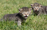 little kittens discover the world and play on the lawn