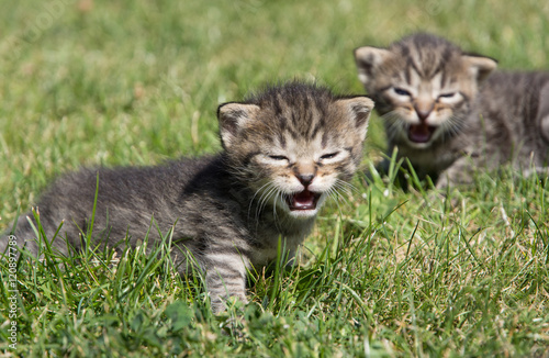 little kittens discover the world and play on the lawn © passsy