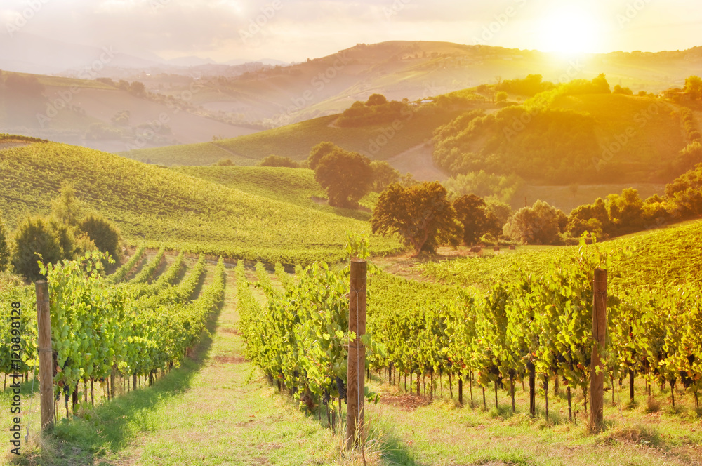 Beautiful vineyard among Hills on sunset